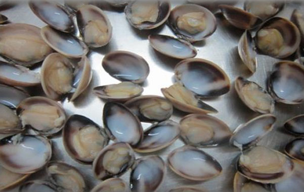 clams (white/brown) meat and shell on